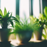 Indoor Plants For Clean Air