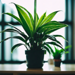 Low-maintenance Indoor Plants For Office