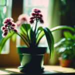 Easy Flowering Houseplants