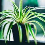 Spider Plant (Chlorophytum Comosum)  Care Guide