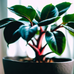 Rubber Plant (Ficus Elastica)  Care Guide