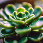 Jade Plant (Crassula Ovata)  Care Guide