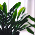 ZZ Plant (Zamioculcas Zamiifolia)  Care Guide