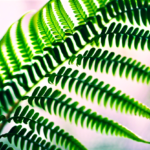 Boston Fern (Nephrolepis Exaltata)  Care Guide