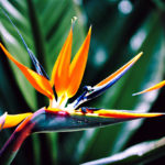 Bird Of Paradise (Strelitzia Reginae)  Care Guide