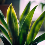 Cast Iron Plant (Aspidistra Elatior)  Care Guide