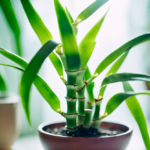 Lucky Bamboo (Dracaena Sanderiana)  Care Guide