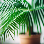 Parlor Palm (Chamaedorea Elegans)  Care Guide