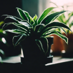 Best Low Light Indoor Plants