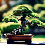 What Is A Bonsai Tree